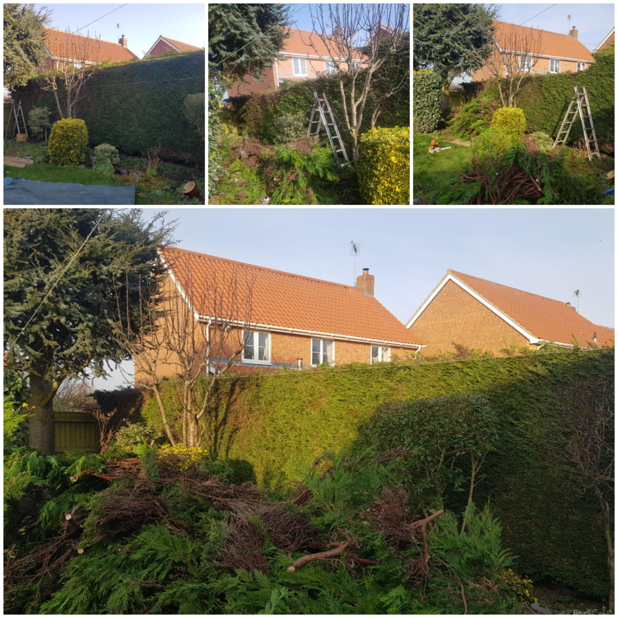 Hedge cutting & shaping — image 3