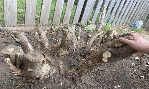Bush & shrub removal — image 4