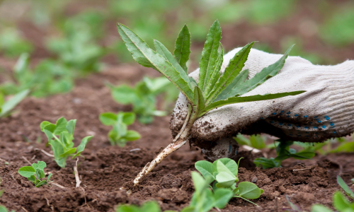 Weeding & bed clearance — image 4