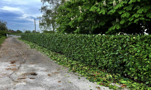 Hedge cutting & shaping — image 5