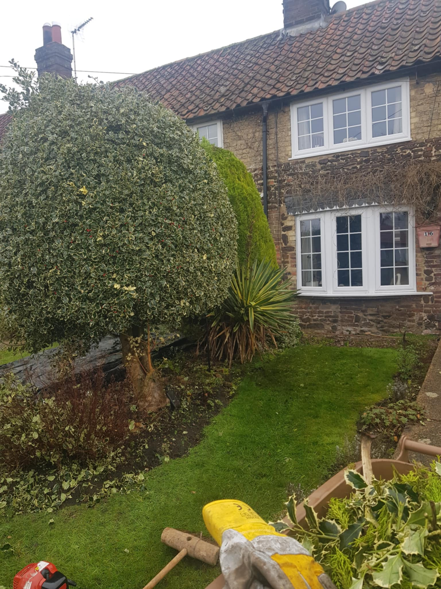 Hedge cutting & shaping — image 2