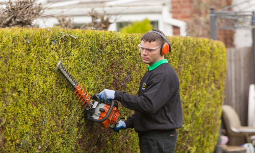 Hedge cutting & shaping — image 4