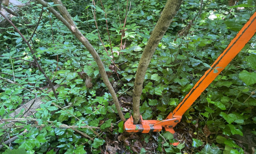 Bush & shrub removal