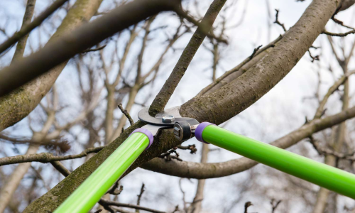 Tree pruning — image 3